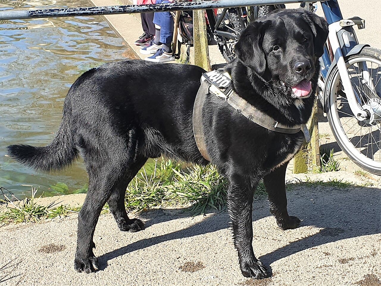 Illustrationsfoto: Labrador retriever